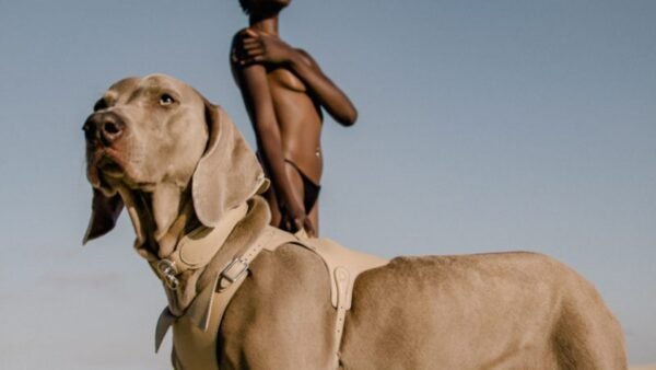 Pagerie Debut Collection Sahara. The Dórro Signature Leather Dog Collar. - Image 2